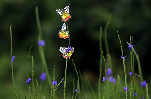 Butterfly park belvai